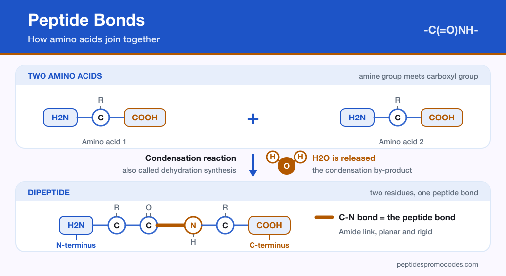 Infographic showing two amino acids joining in a condensation reaction to create a peptide bond and release a water molecule