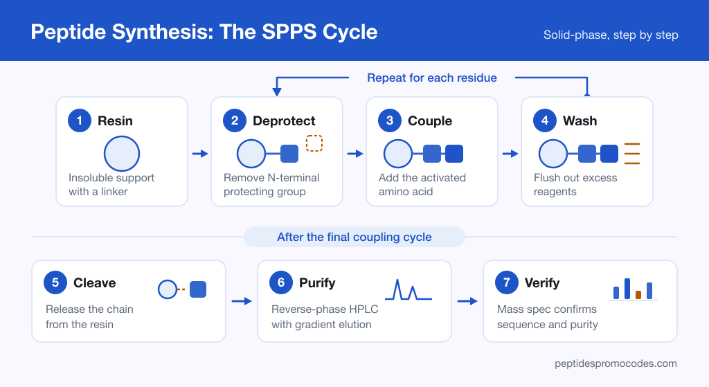 Infographic diagram of the solid-phase peptide synthesis cycle showing resin loading, deprotection, coupling, washing, cleavage, and HPLC purification