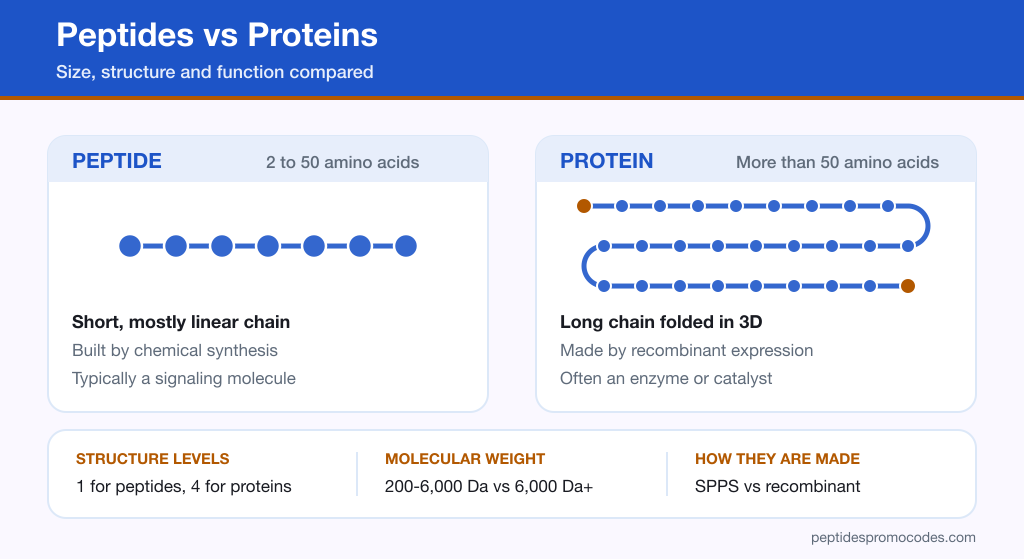 Infographic comparing a short peptide chain with a large folded protein across size, structure, and function